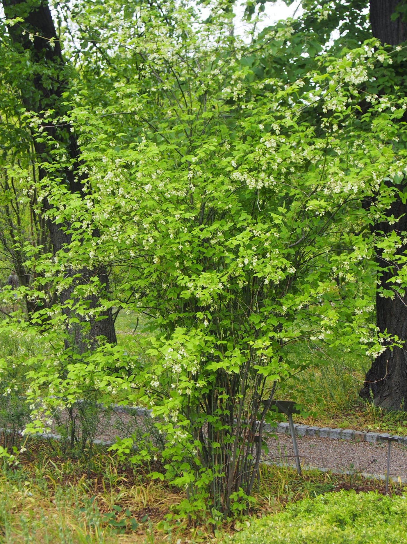 American Bladdernut (Staphylea trifolia) showing trifoliate leaves and distinctive 3-lobed papery seed capsules