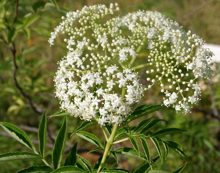 American Elderberry (Sambucus canadensis) in full white-corymb bloom in early summer