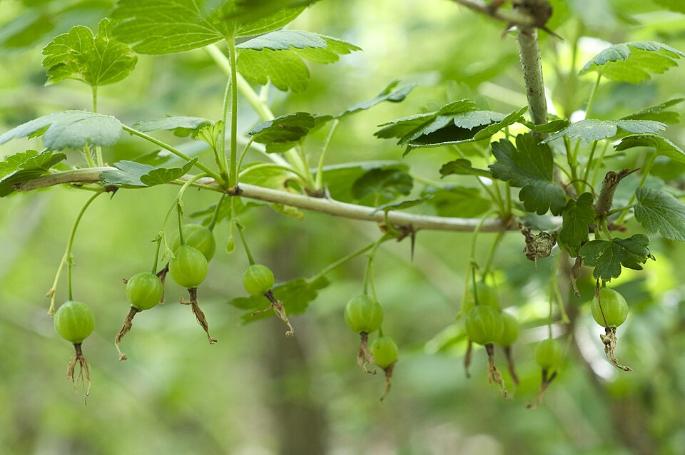 American Gooseberry (Ribes missouriense)