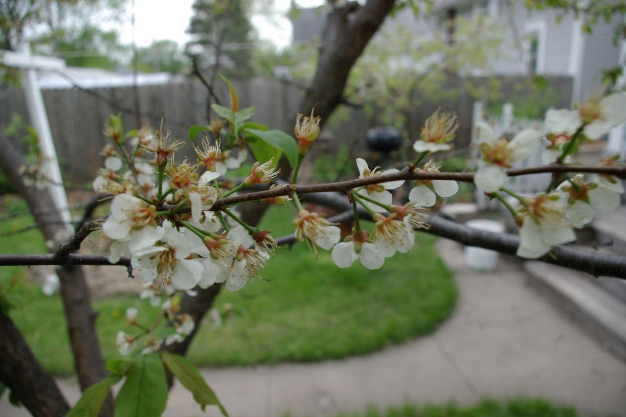 American Plum (Prunus americana)