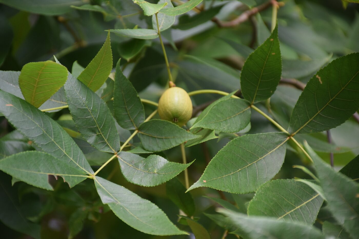 Black Hickory (Carya texana)