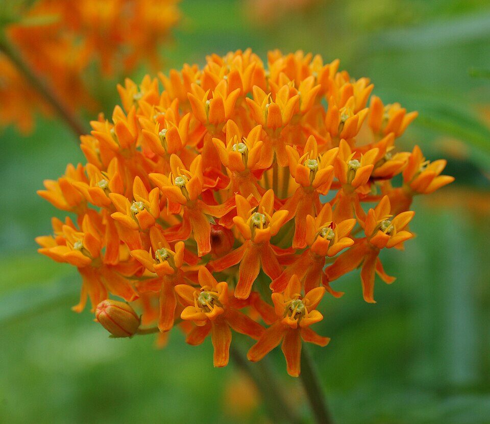 Butterfly Milkweed (Asclepias tuberosa) flat-topped umbel of brilliant orange flowers
