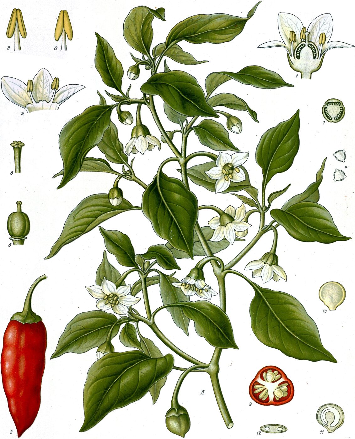 Chile Pepper (Capsicum annuum)