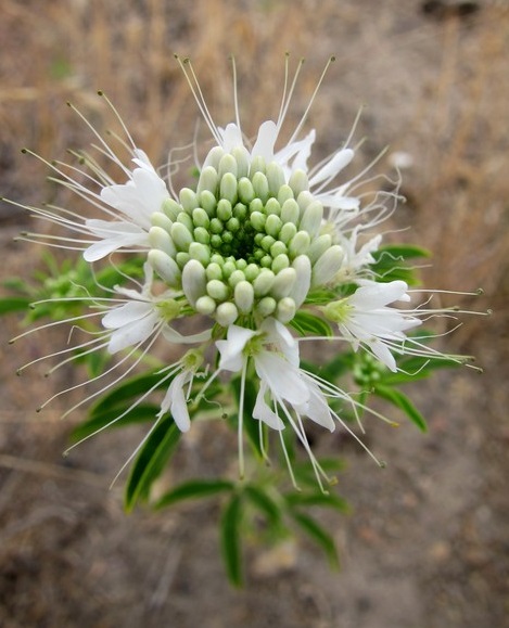 Rocky Mountain Bee Plant (Cleome serrulata)