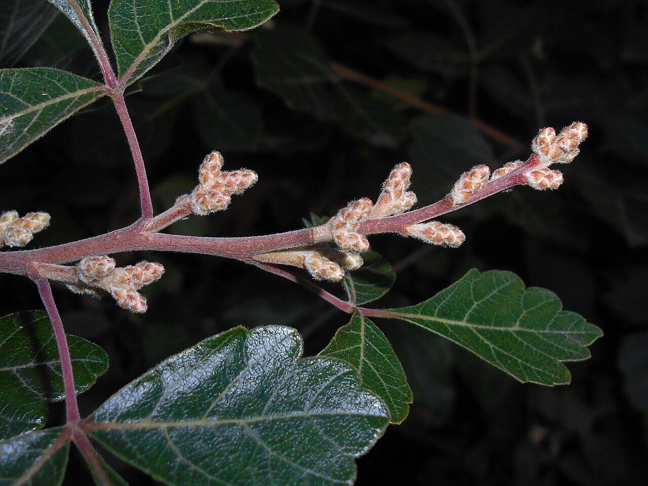 Fragrant Sumac (Rhus aromatica) showing brilliant orange and red fall foliage