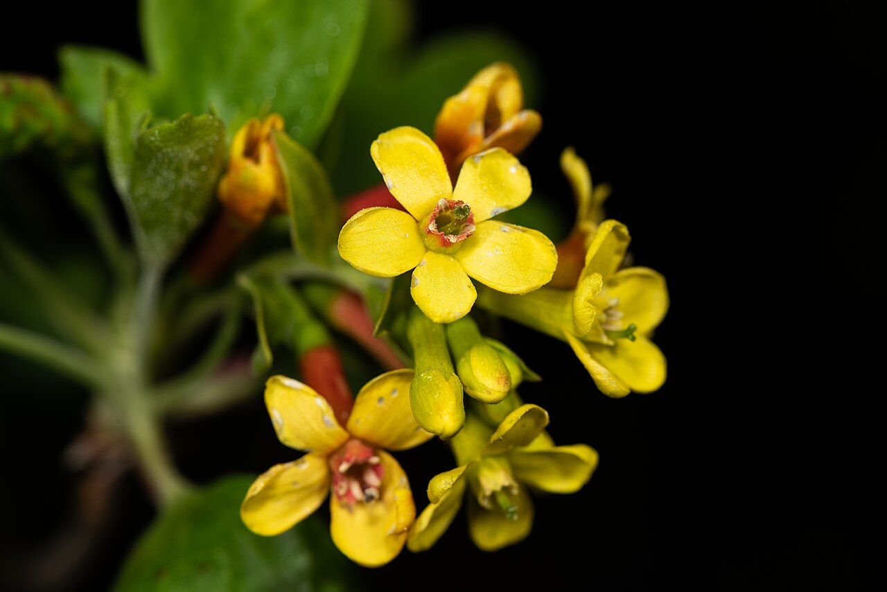 Golden Currant (Ribes odoratum)