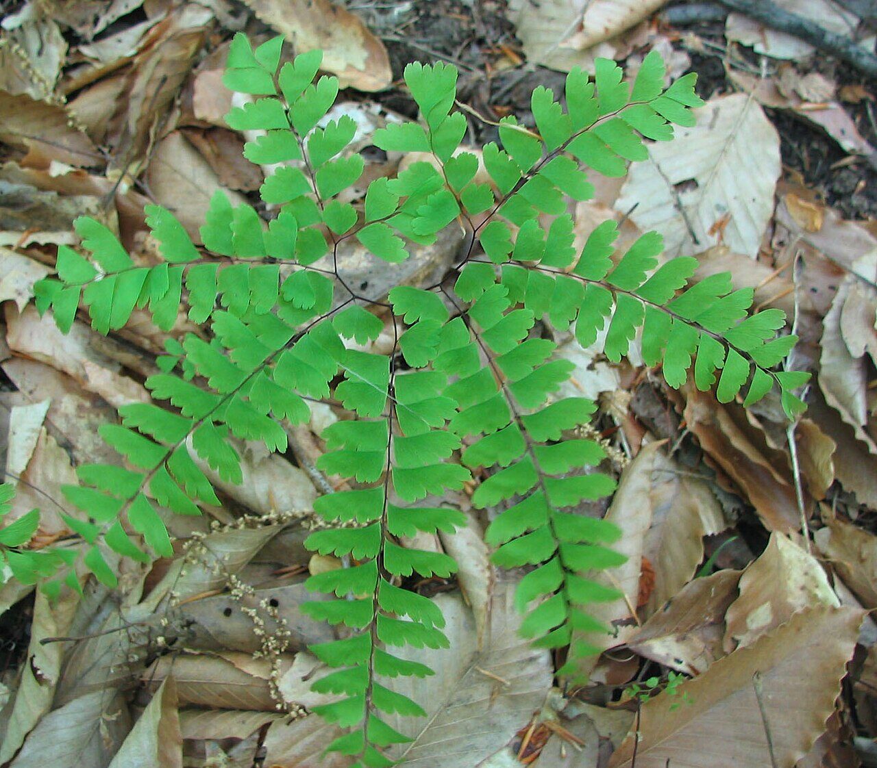 Adiantum pedatum viewed from above showing the diagnostic horseshoe-shaped pedate frond
