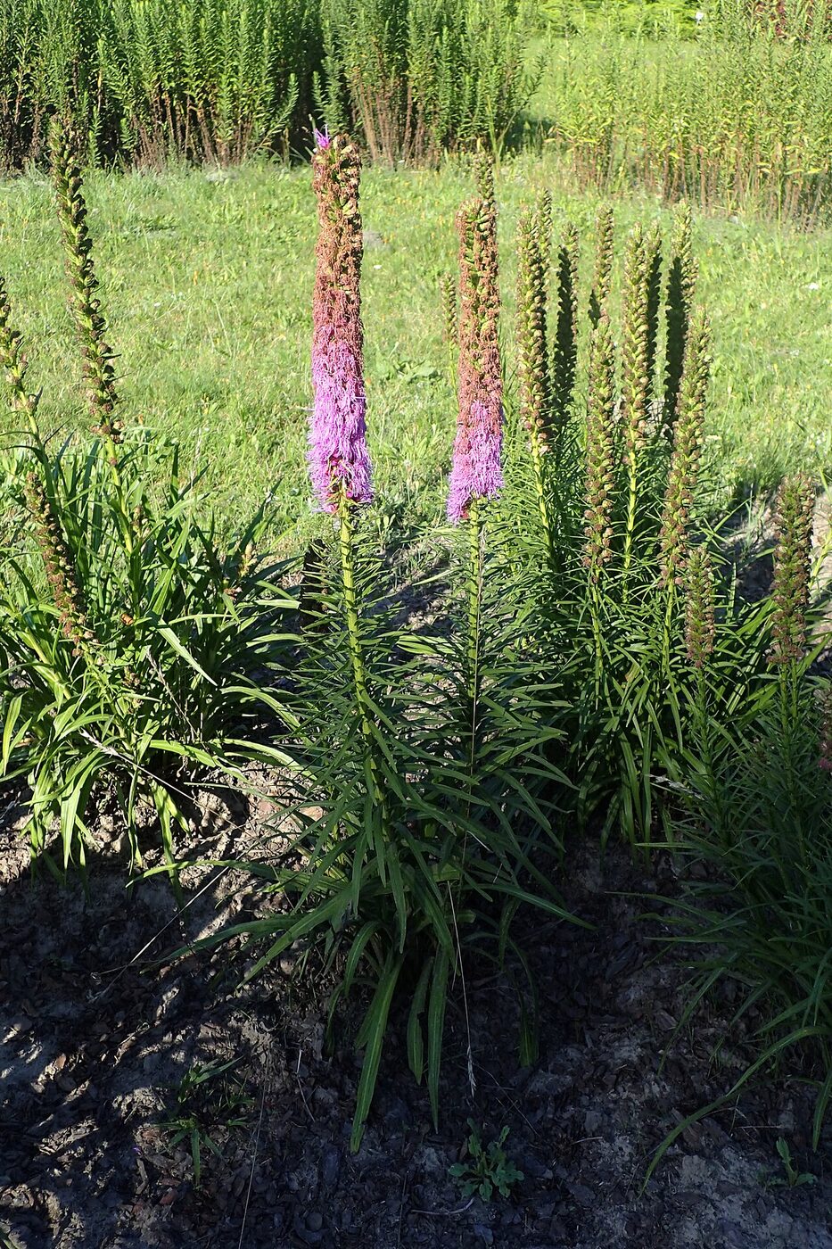 Prairie Blazing Star (Liatris pycnostachya) in full bloom showing dense vertical pink-purple flower spike