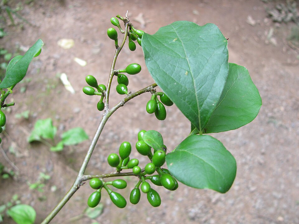 Spicebush (Lindera benzoin)