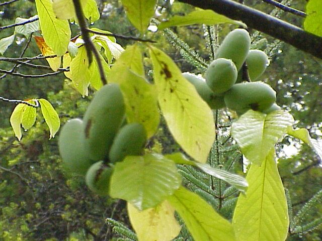 Pawpaw tree with large drooping obovate leaves