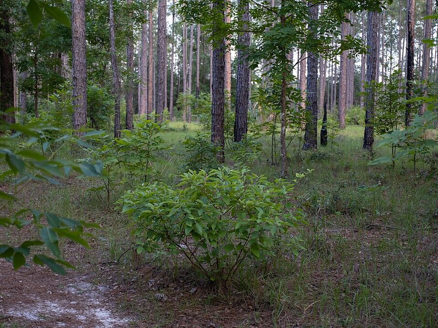 Callicarpa americana growing in open pine-oak understory habitat