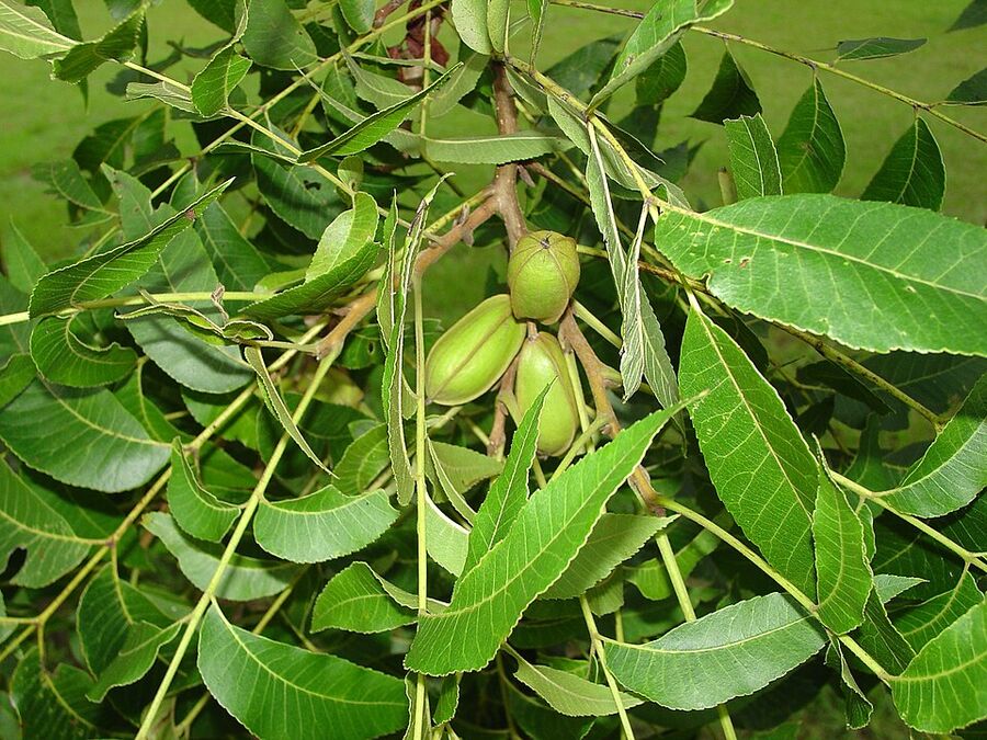 Carya illinoinensis — cluster of immature green pecan fruits on the branch in summer