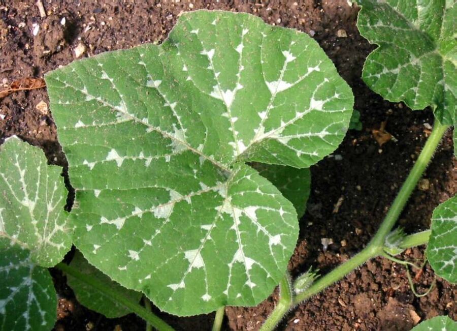 Cucurbita moschata leaves showing characteristic silvery-white spots near the veins