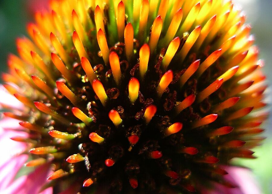 Echinacea purpurea — close-up of flower head showing many individual disk florets