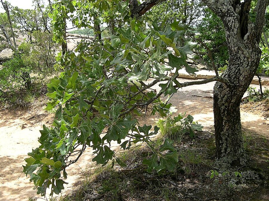Quercus marilandica — flowering habit