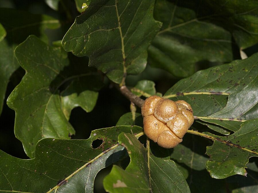 Gouty oak gall, a cynipid wasp gall on Quercus stellata