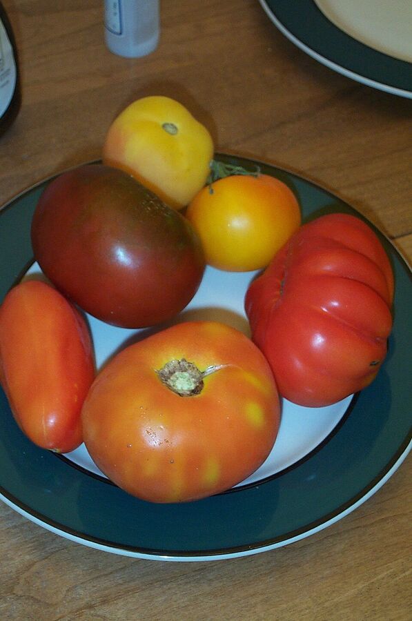 Mixed heirloom tomatoes showing varied colors, shapes and sizes
