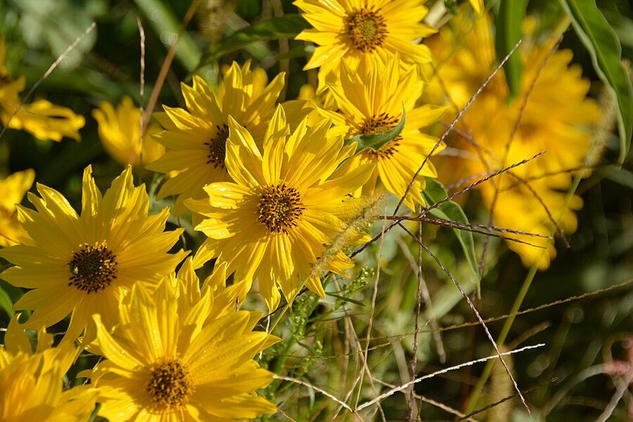 Maximilian sunflower foliage showing folded, lance-shaped leaves curving downward along the stem