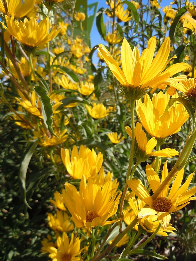 Close-up of a single Maximilian sunflower head showing 15-30 yellow ray florets and yellow disk