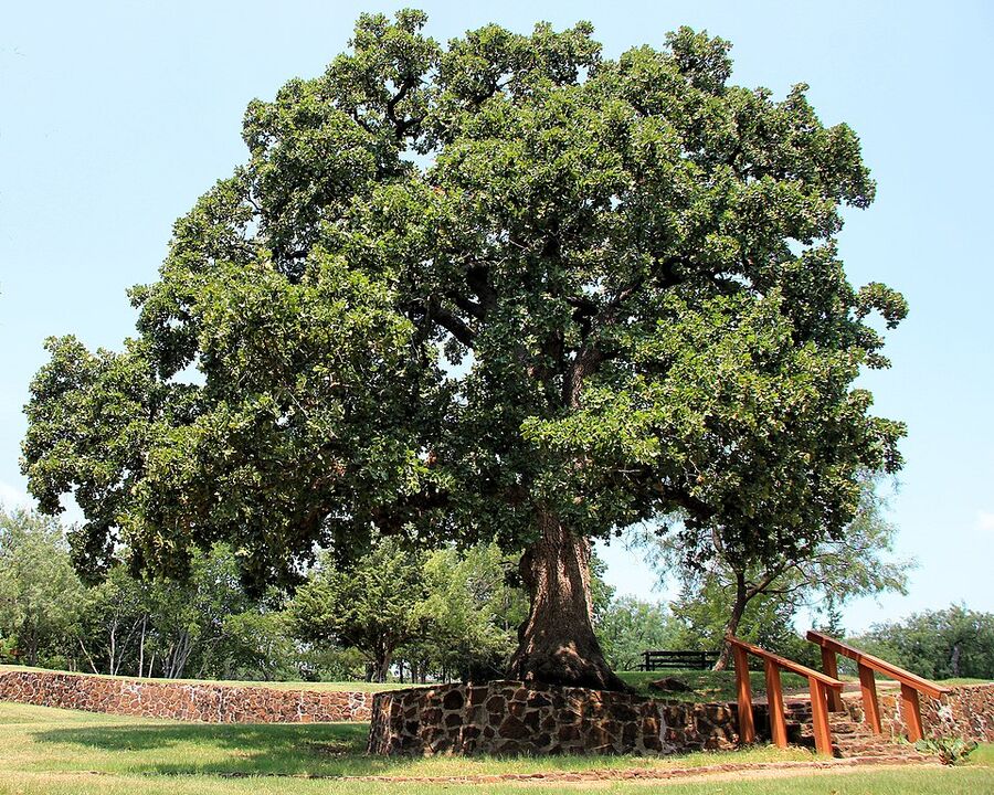 The Houston Campsite oak, a venerable specimen Quercus stellata in Coppell, Texas