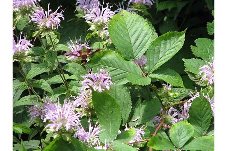 Hummingbird clearwing moth (Hemaris) feeding at wild bergamot flower
