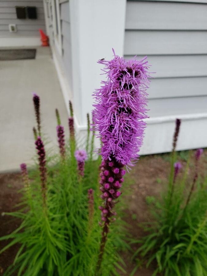 Close-up of Liatris pycnostachya inflorescence showing densely packed pink-purple disk florets