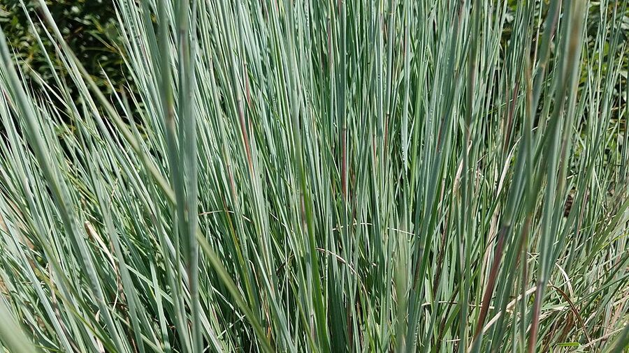 Schizachyrium scoparium — flowering habit