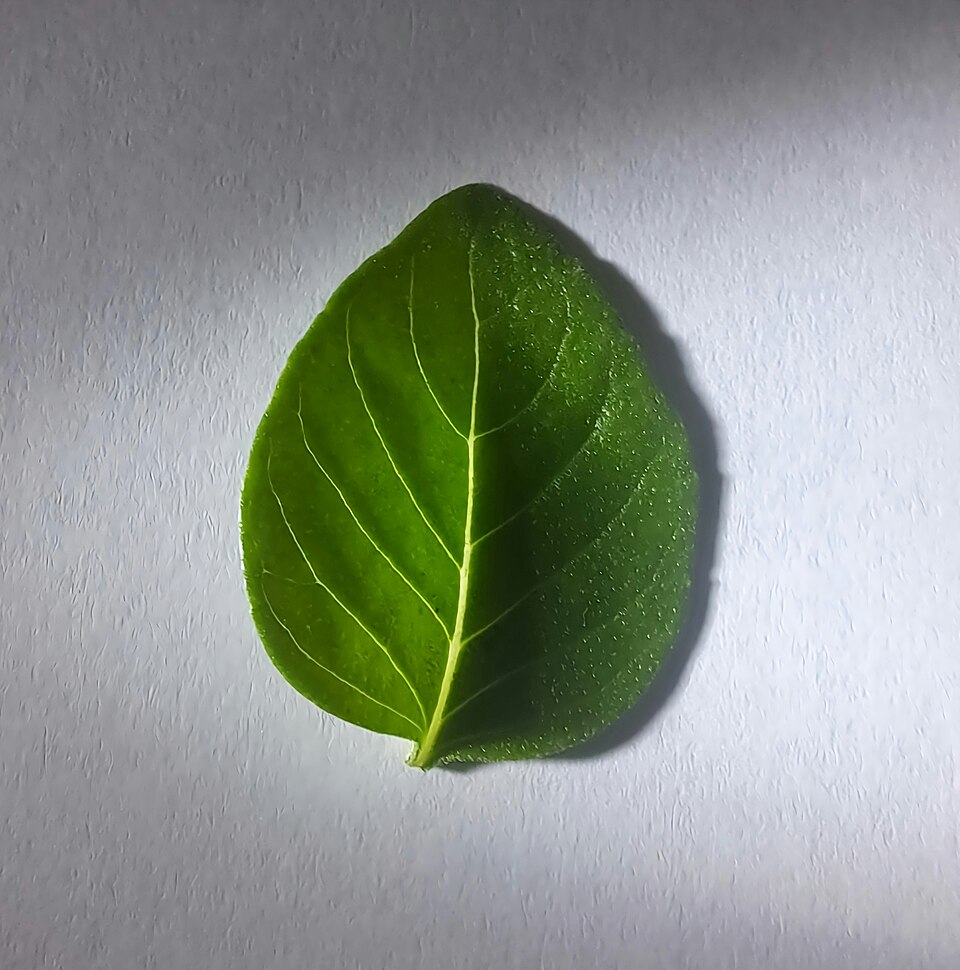 Ocimum basilicum — flowering habit