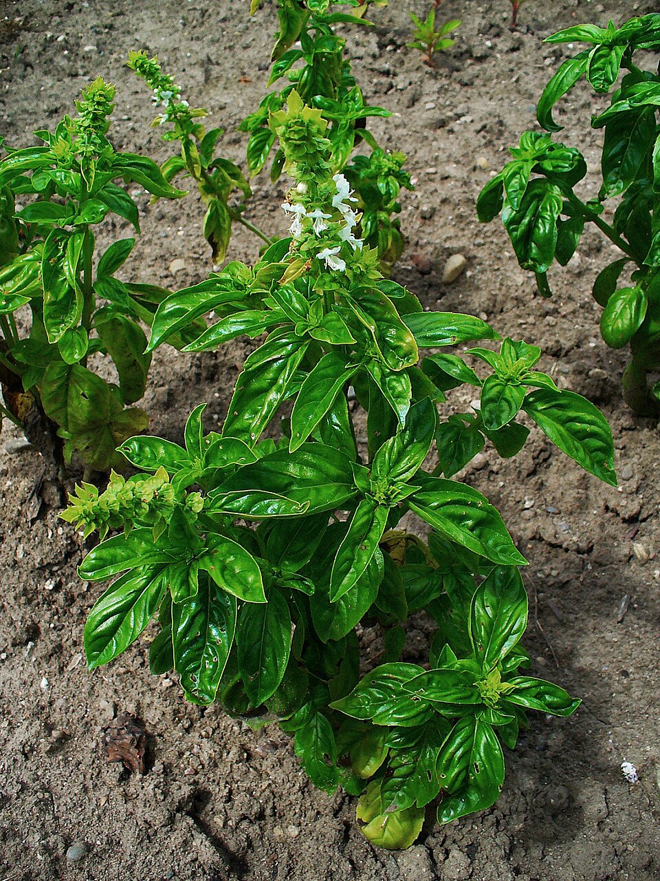 Ocimum basilicum — foliage & form