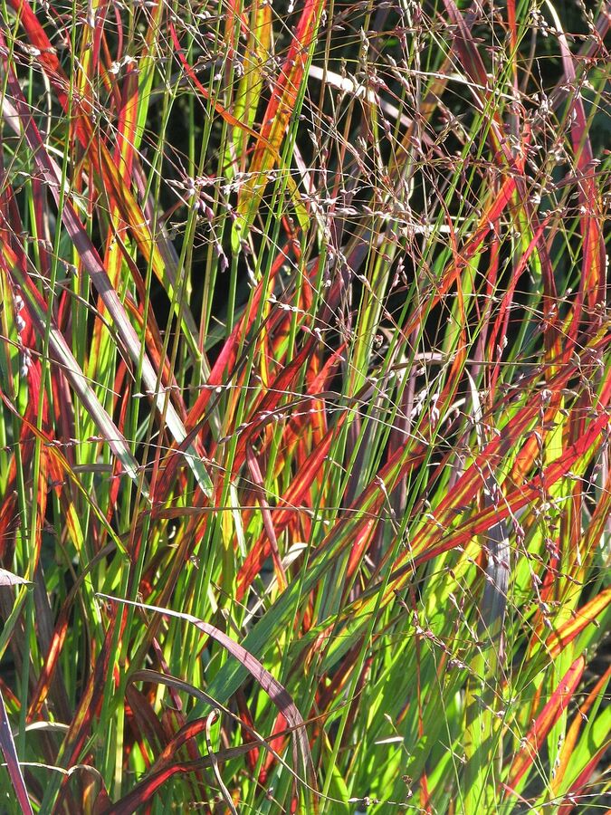 Panicum virgatum 'Shenandoah' showing burgundy-tipped foliage