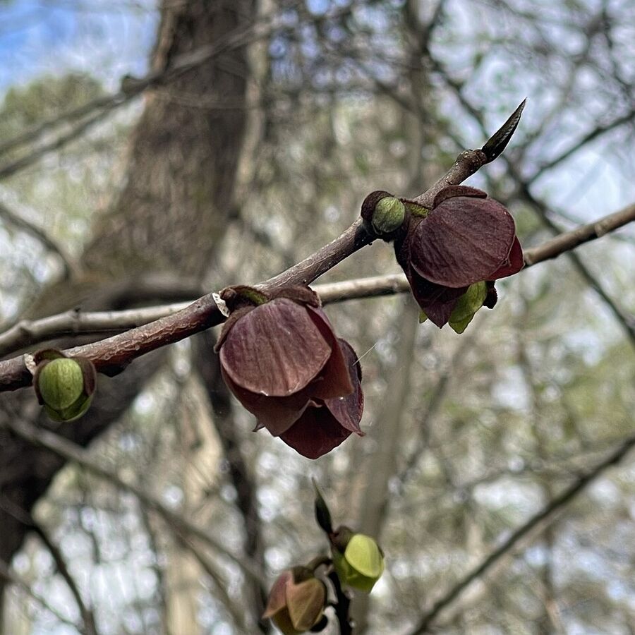 Maroon downward-facing pawpaw flower with six petals