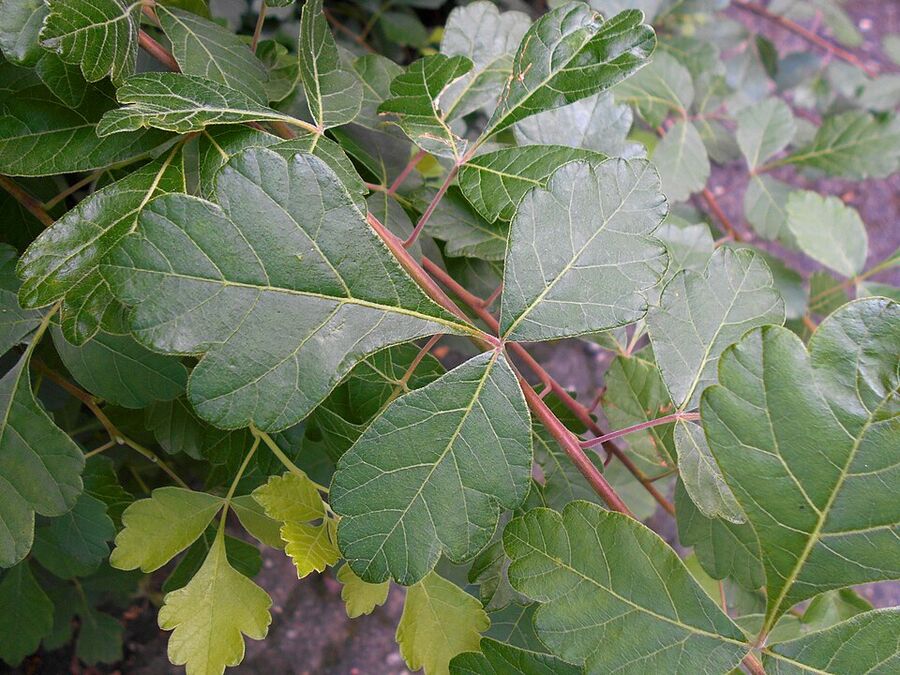 Cluster of fuzzy red drupes (fruits) of Rhus aromatica in summer
