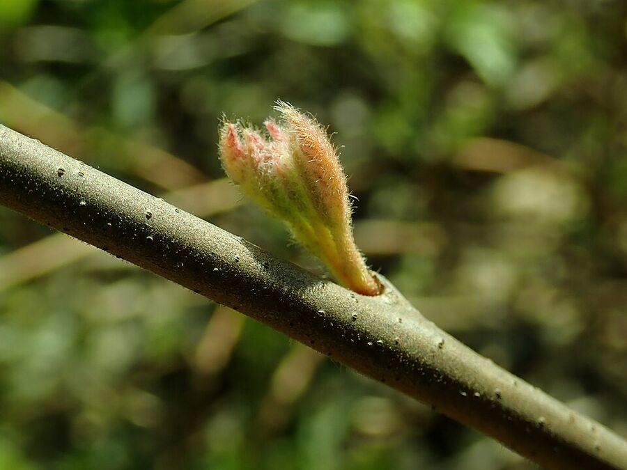 Yellow flowers of fragrant sumac in early spring before leaves emerge