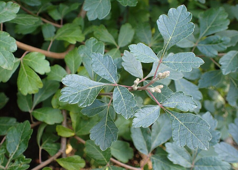 Trifoliate leaves of Rhus aromatica showing terminal leaflet sessile to lateral leaflets