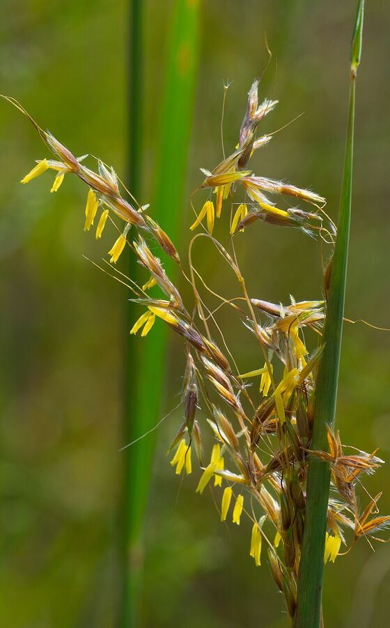 Close-up of Sorghastrum nutans panicle showing bright yellow anthers and bronze spikelets
