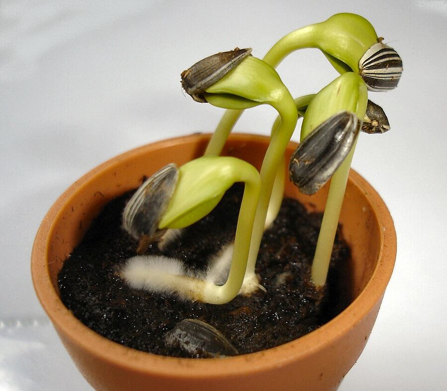 Young Helianthus annuus seedlings emerging from soil