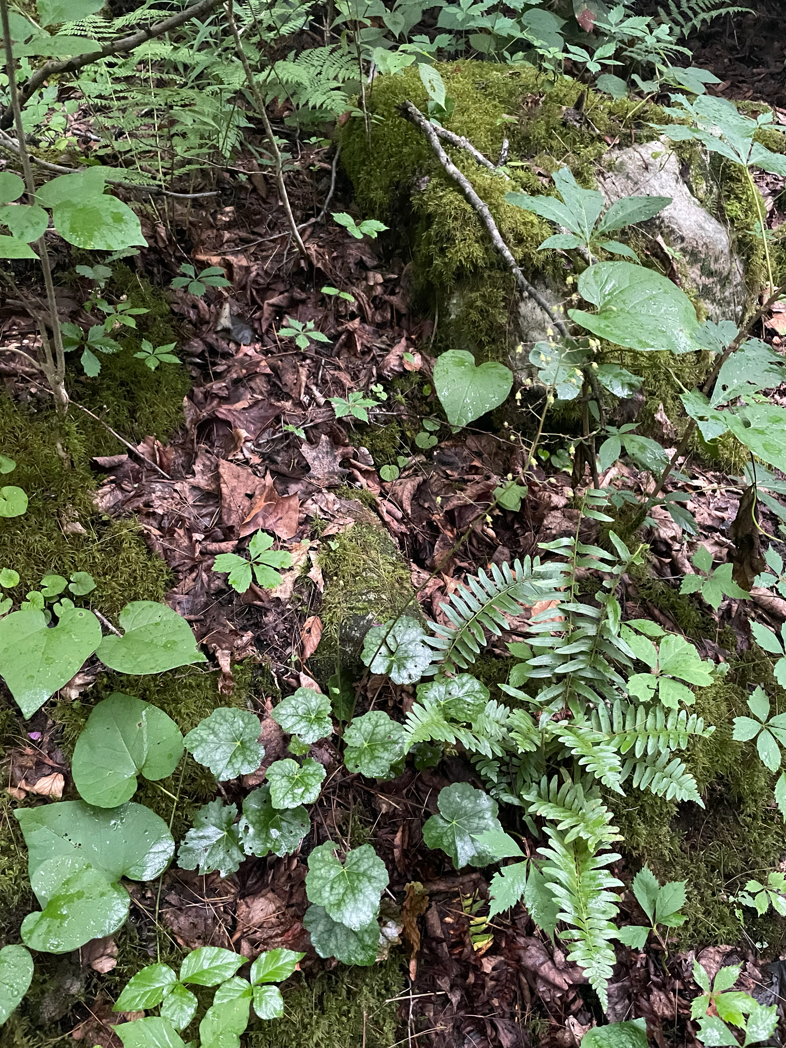 Heuchera americana &mdash; American alumroot