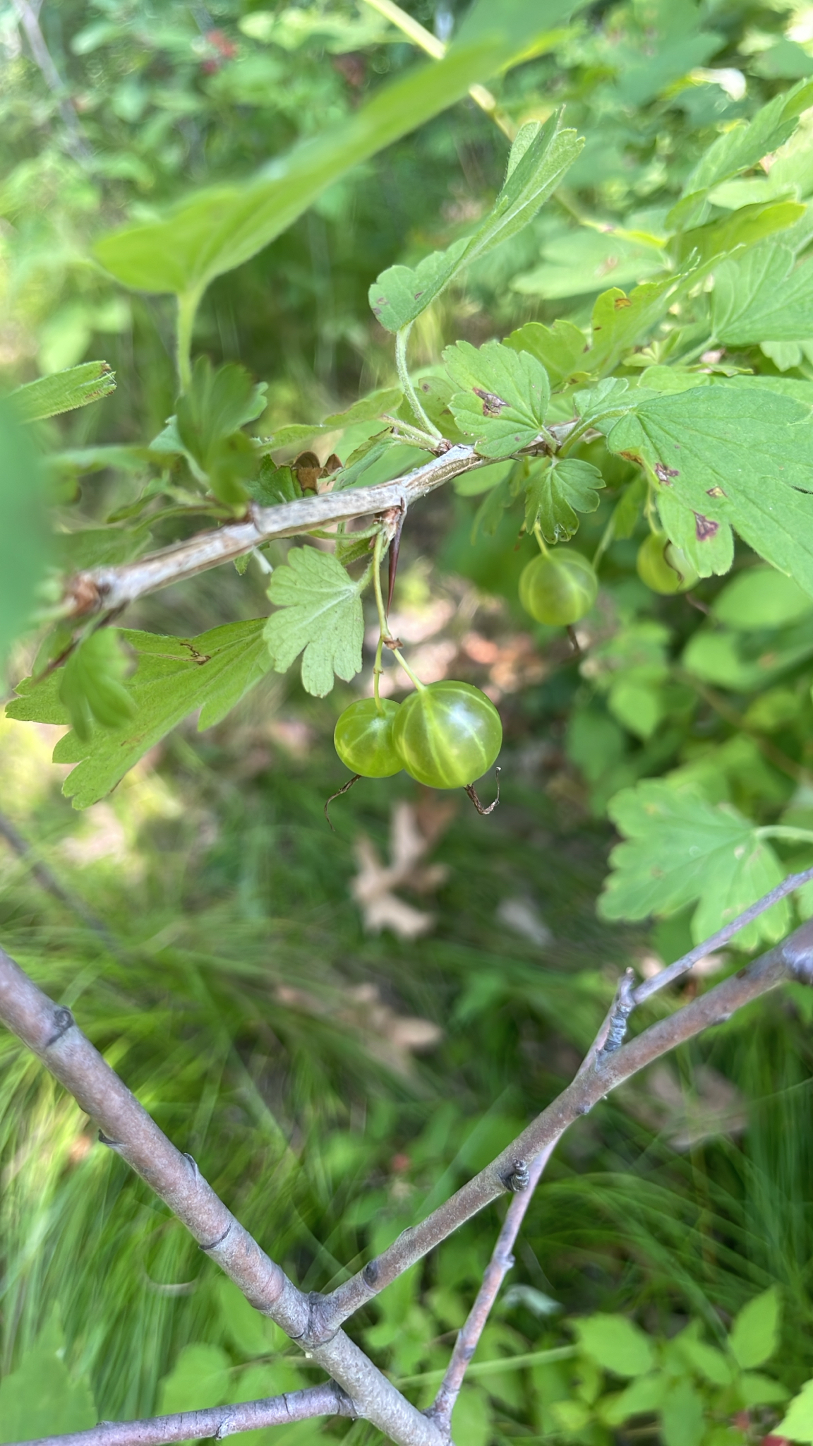 Ribes missouriense &mdash; Missouri Gooseberry