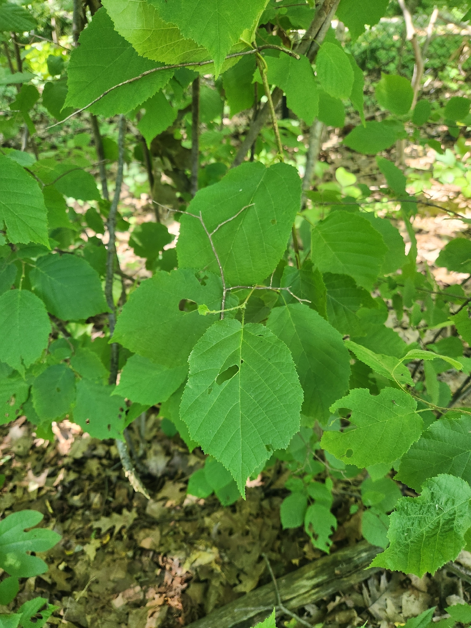 Corylus americana &mdash; American hazelnut