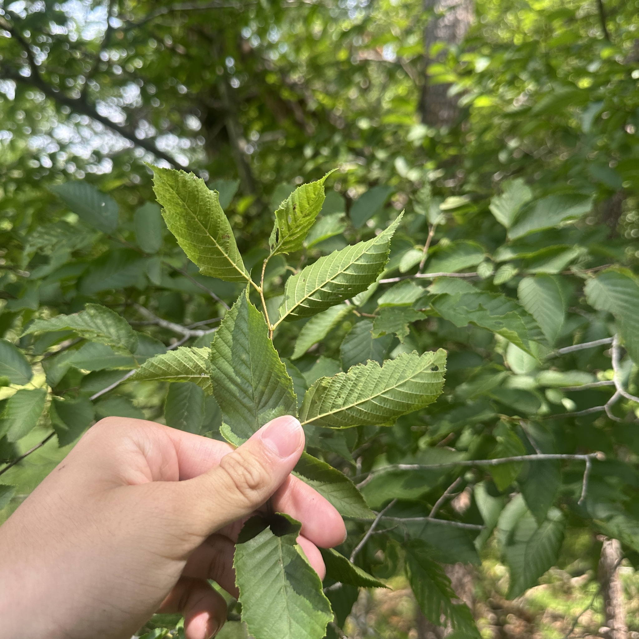 Carpinus caroliniana &mdash; American hornbeam