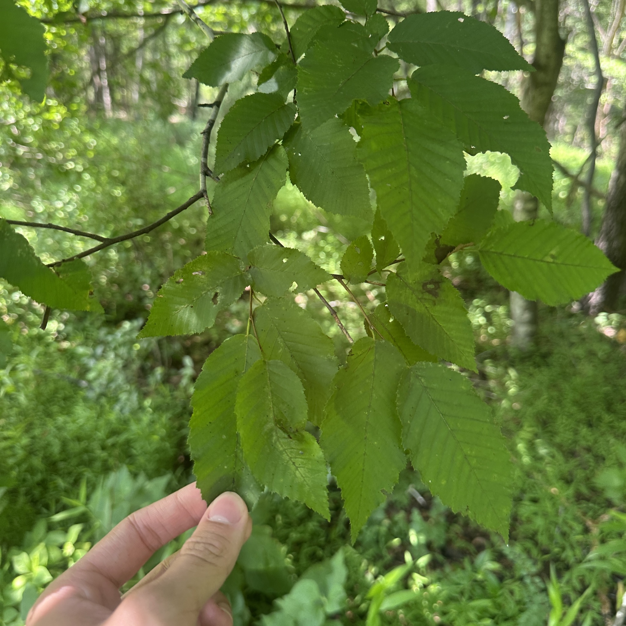 Carpinus caroliniana &mdash; American hornbeam