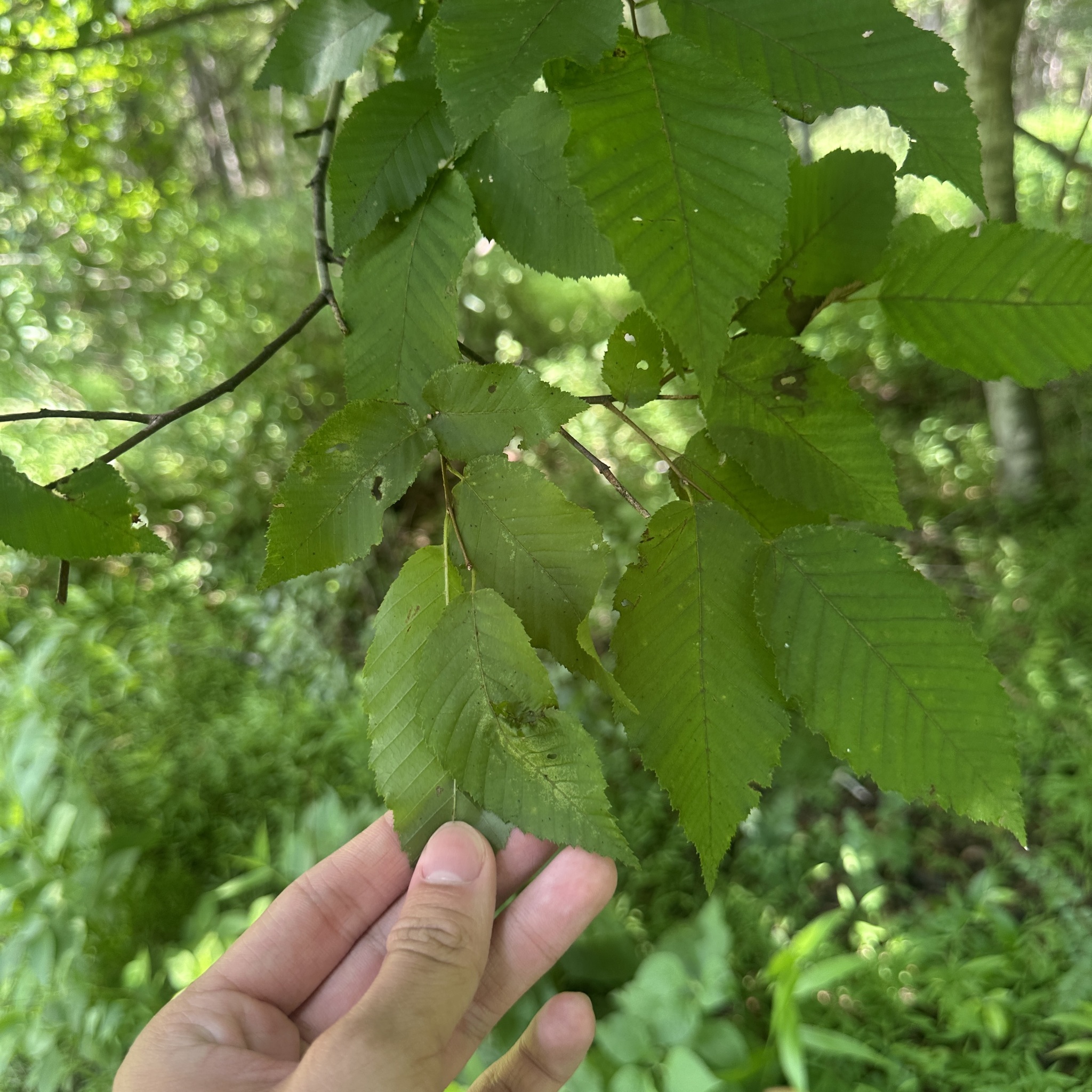 Carpinus caroliniana &mdash; American hornbeam