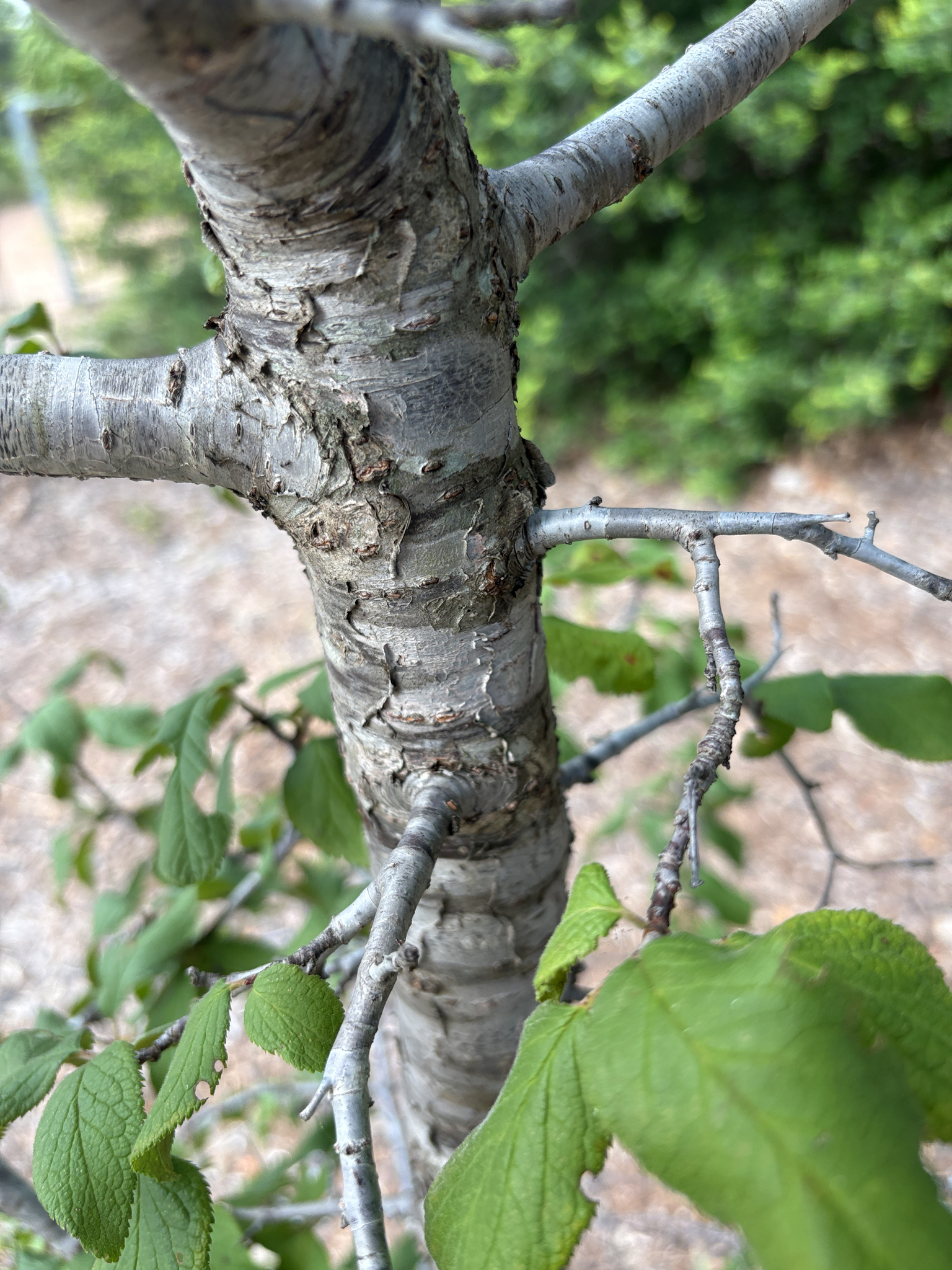 Prunus americana &mdash; Mexican Plum