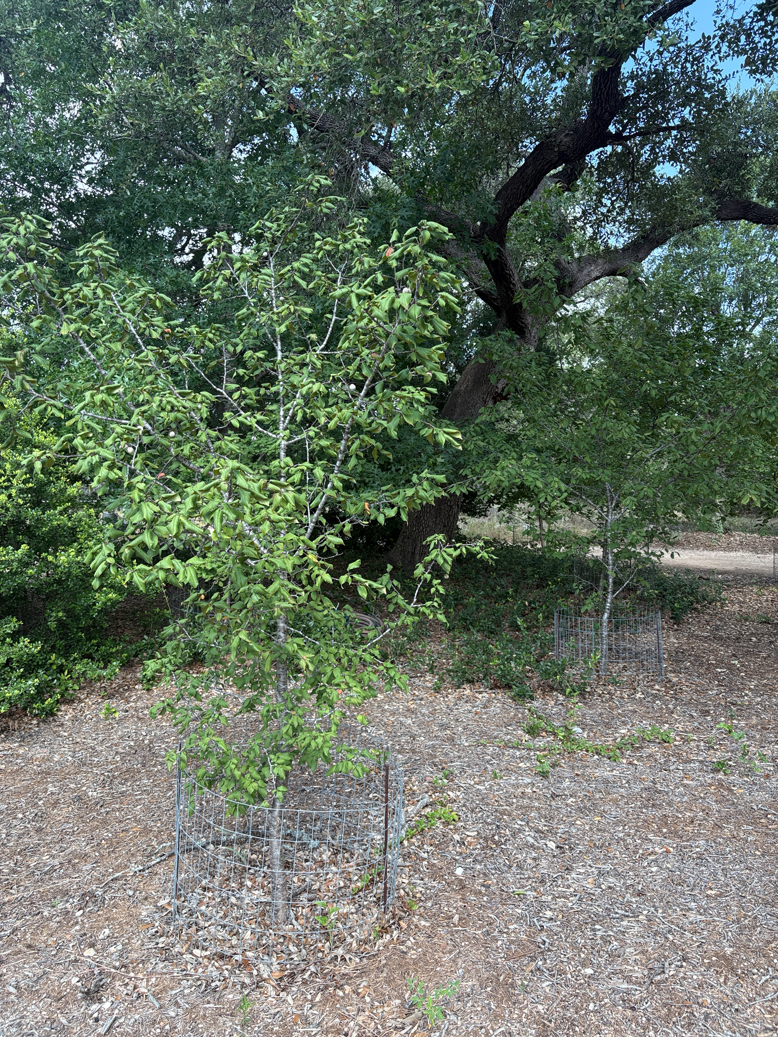 Prunus americana &mdash; Mexican Plum