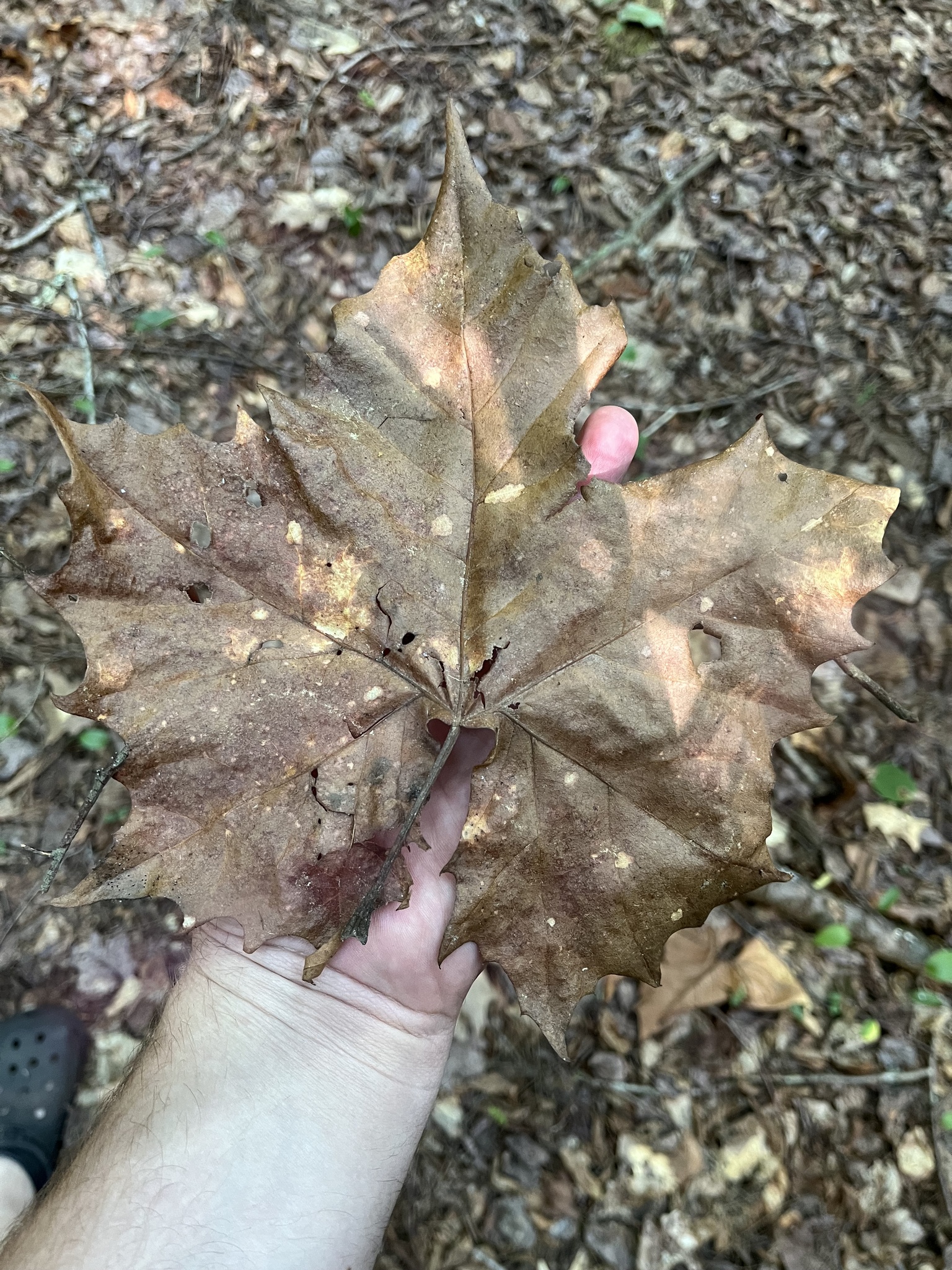Platanus occidentalis &mdash; American Sycamore
