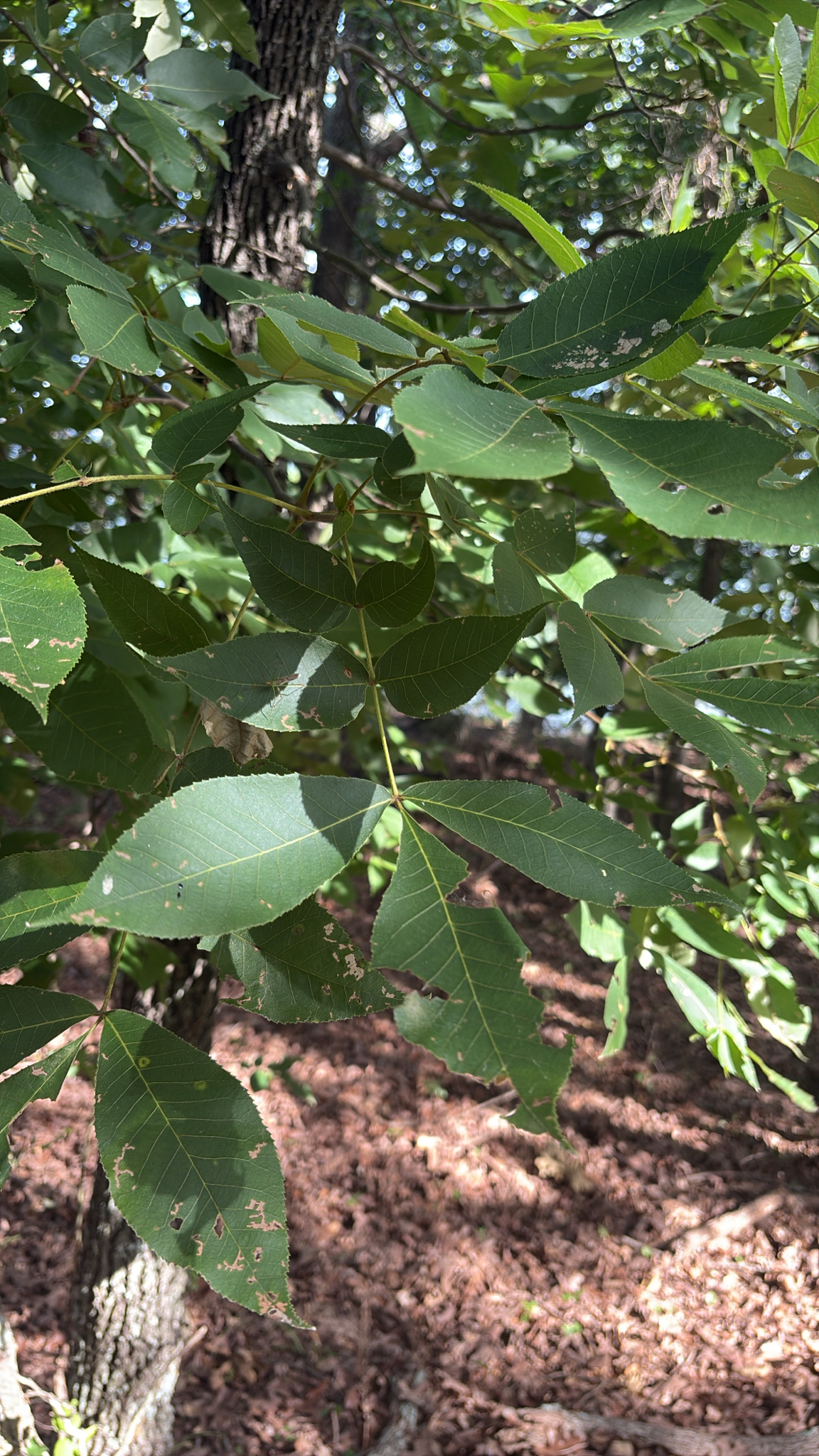Carya texana &mdash; Black Hickory