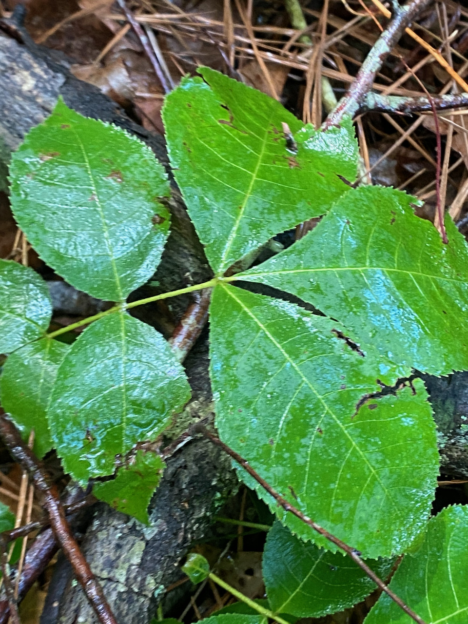 Carya texana &mdash; Black Hickory