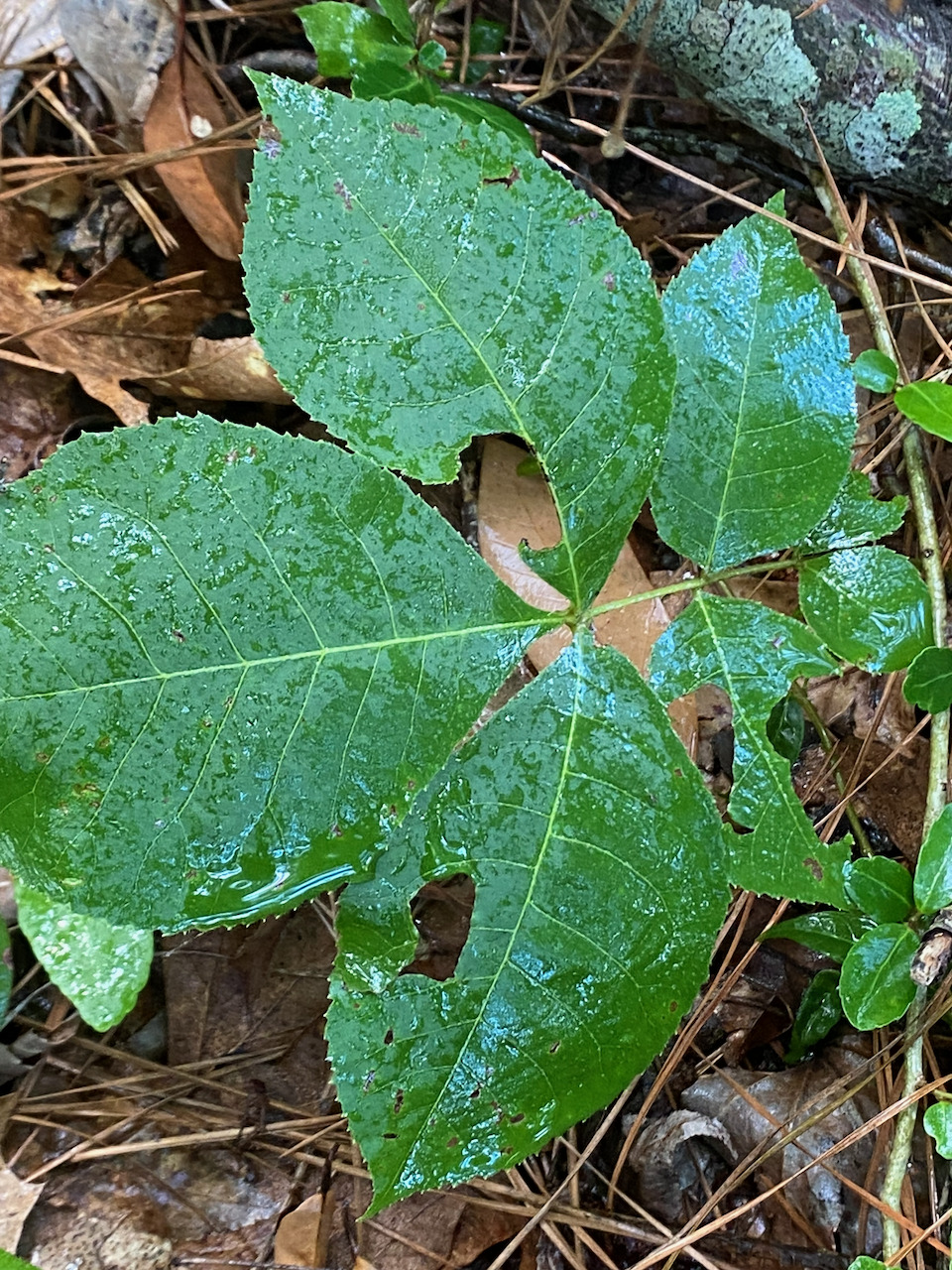 Carya texana &mdash; Black Hickory