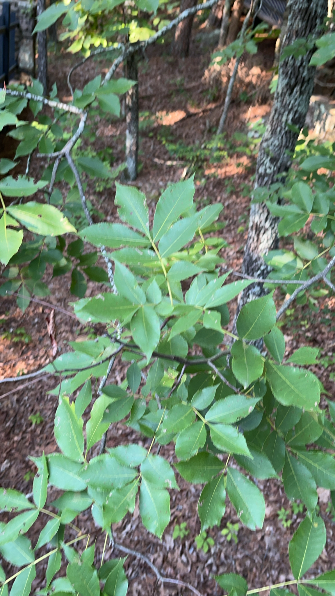 Carya texana &mdash; Black Hickory