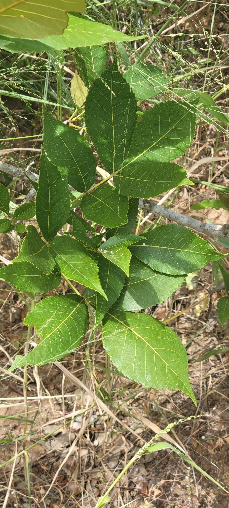 Carya texana &mdash; Black Hickory